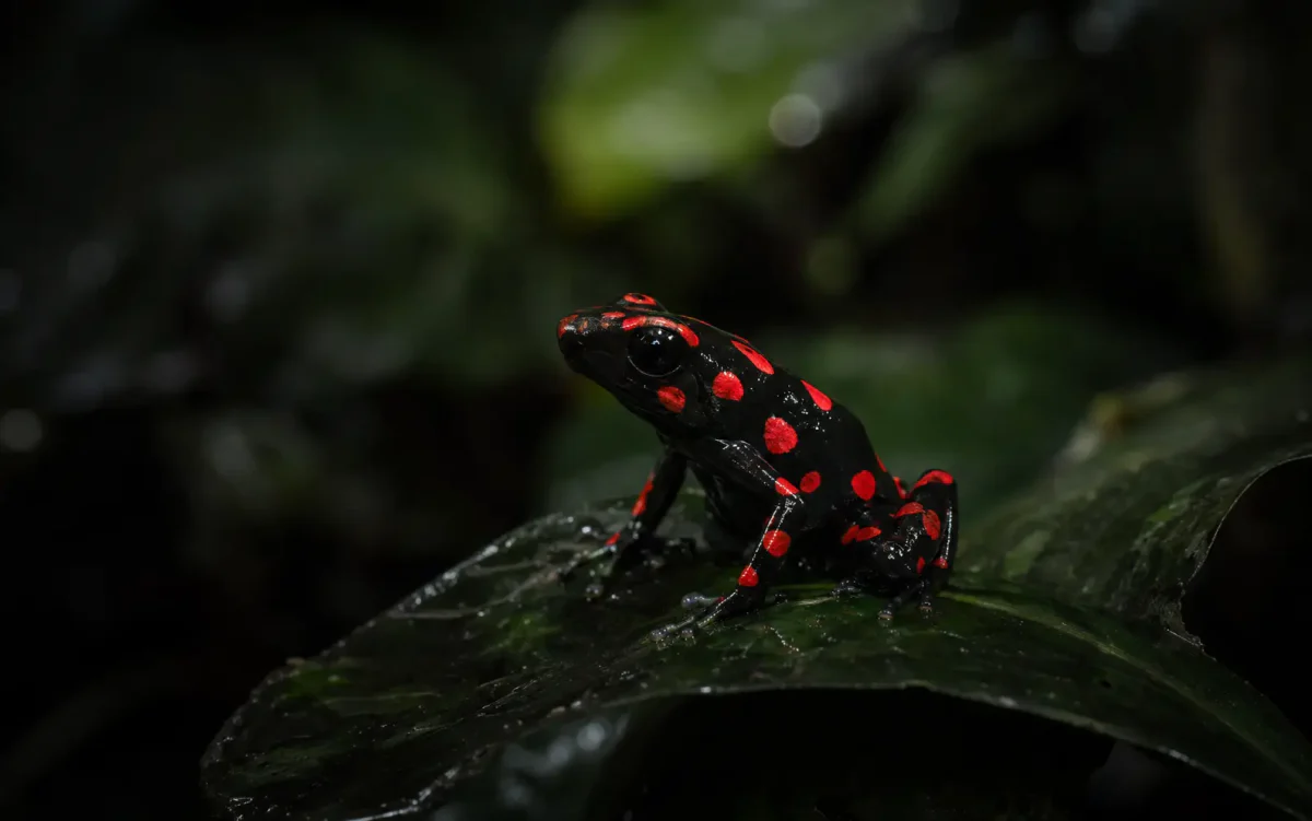 Schwarzer Pfeilgiftfrosch mit leuchtend roten Punkten auf einem nassen Blatt